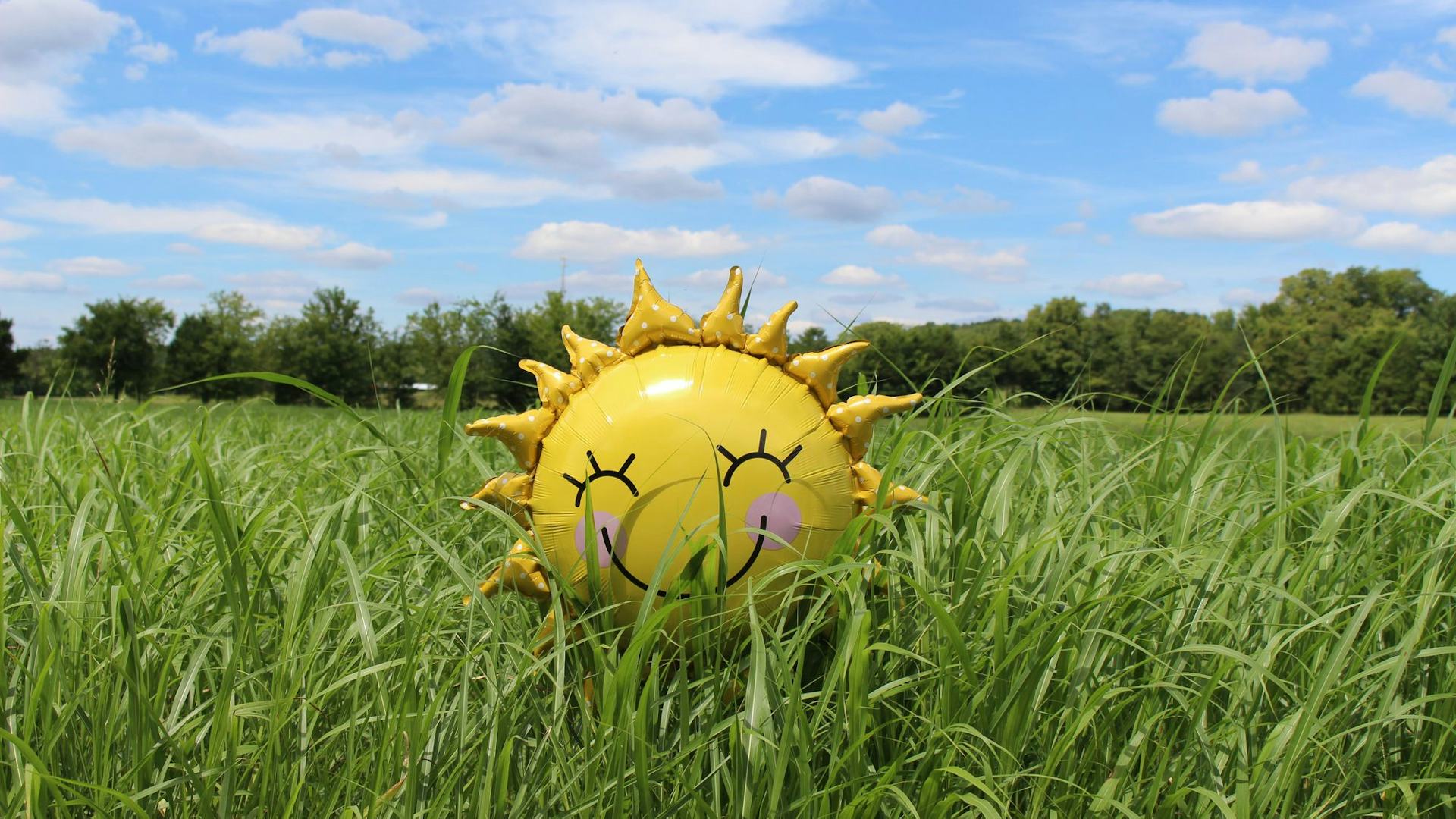 sunshine in grass